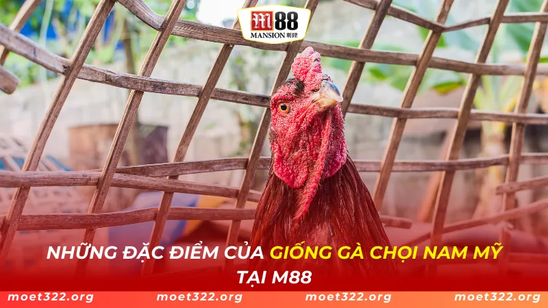 M88 Bật Mí Những Đặc Điểm Của Giống Gà Chọi Nam Mỹ Mới Nhất