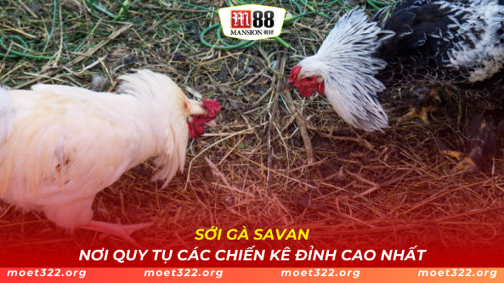 Sới Gà Savan - Nơi Quy Tụ Các Chiến Kê Đỉnh Cao Nhất