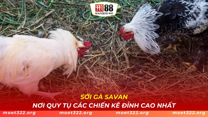 Sới Gà Savan - Nơi Quy Tụ Các Chiến Kê Đỉnh Cao Nhất